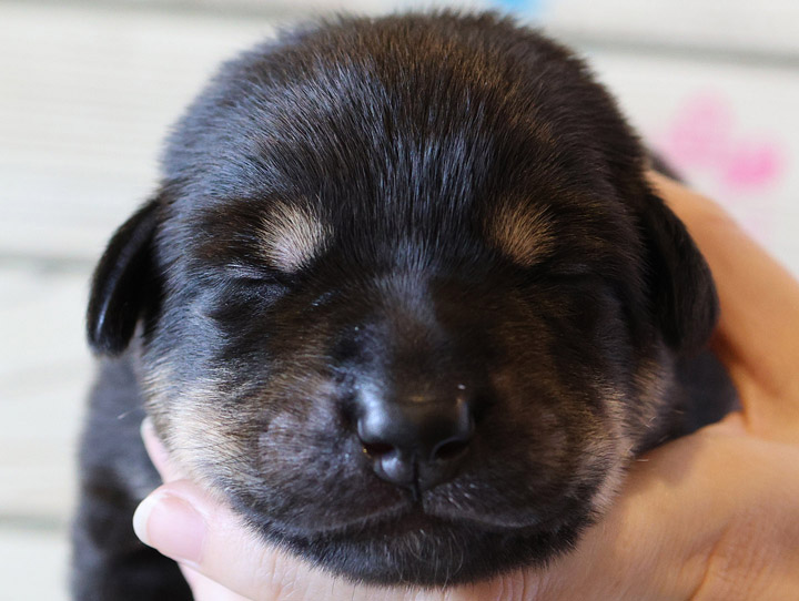 chinook puppy